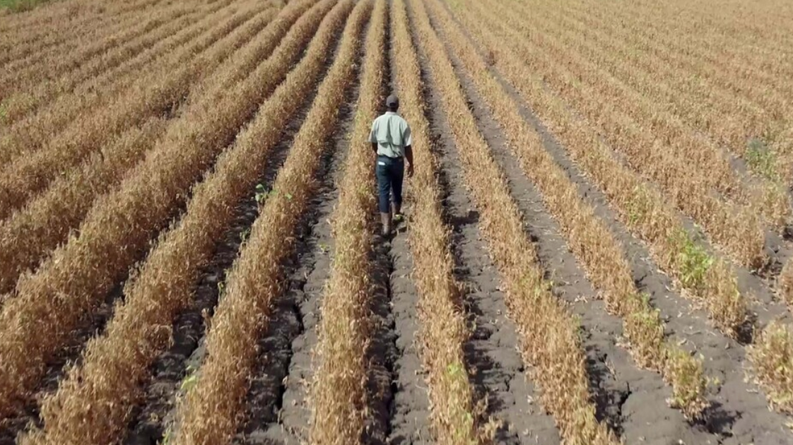 HARVEST  at Tribeca 2026  save the date 
