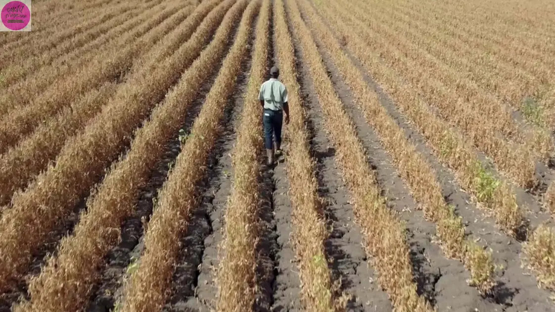 HARVEST  at Tribeca 2026  save the date 